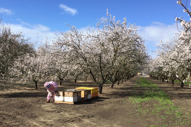 Nut crops are three of California's top five agricultural exports. In 2017, almonds were California's largest agricultural export commodity by value at $4.5 billion. Photo by Brittney Goodrich