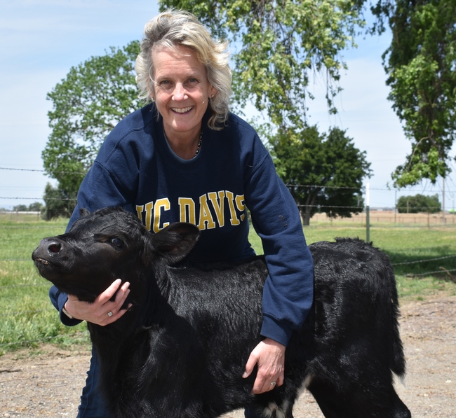 Cosmo, a bull calf was born in April 2020 at UC Davis. Scientists successfully genome-edited him as an embryo to produce more male offspring. Male cattle are more fuel-efficient than females and produce more meat with fewer cattle. Photo courtesy of Alison Van Eenennaam