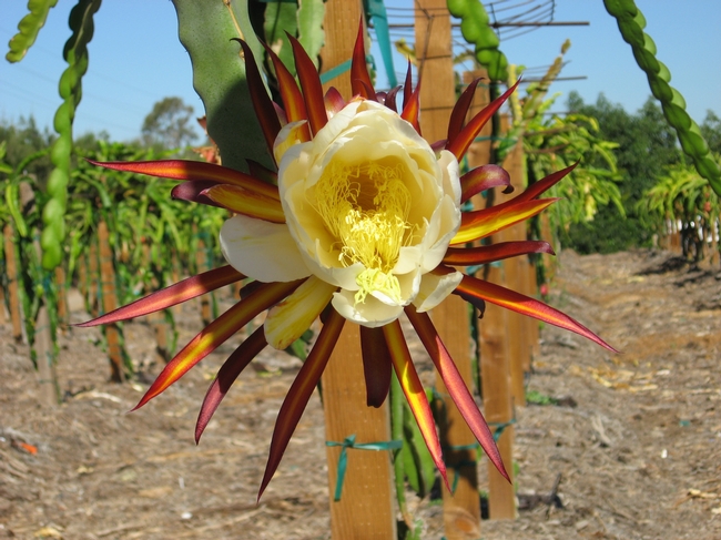 Pitahaya blooms at UC South Coast Research and Extension Center. (Photo by Shermain Hardesty)