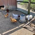 To help deliver poultry health information more effectively, UC Cooperative Extension is asking chicken and game bird owners to answer a survey.