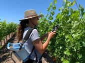 UC Davis graduate student measures photosynthesis on cabernet sauvignon grapevines
