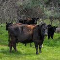Cattle roam on the Van Vleck ranch in Rancho Murieta, California. Photo by Karin Higgins, UC Davis