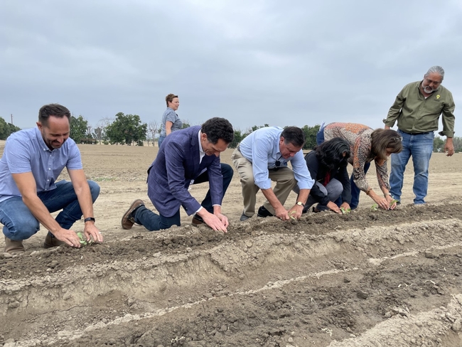 From left, Darren Haver, Dave Coffaro, Supervisor Don Wagner, Mayor Farrah Khan and Second Harvest Chief Mission Officer Claudia Keller plant cabbage seedlings into prepared soil beds as A.G Kawamura observes.