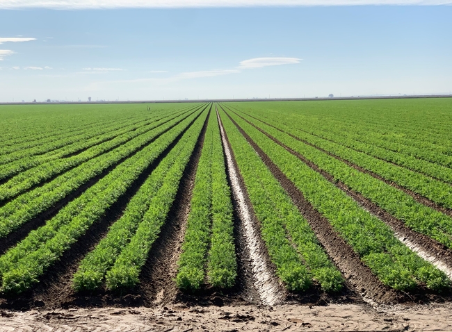 Carrot field under furrow irrigation system in the Imperial Valley