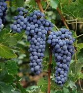 Cabernet sauvignon grapes