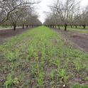 A pollinator mix of cover crops sprouts on an almond orchard floor at J&R Ranches in Manteca. Photos by Kamyar Aram