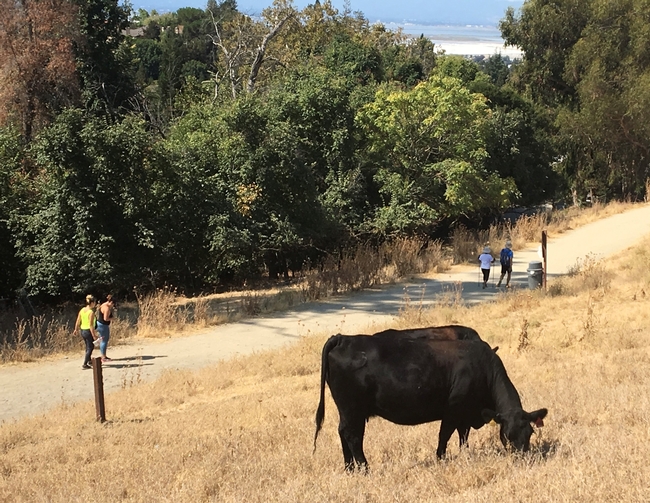 Cattle grazing at Mission Peak Regional Park, Fremont