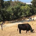 A new UC ANR publication helps park guides and docents explain the movement of cattle on lands like the East Bay Regional Parks. Photo by Sheila Barry