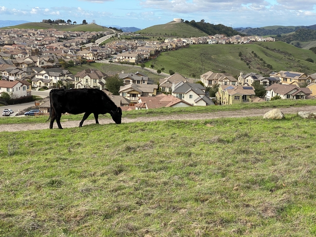Cattle grazing on East Bay Regional Park District lands, Dublin, Calif.
