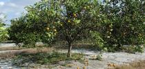 This tree in Florida shows symptoms of huanglongbing (HLB) disease, including a thinning canopy and fruits that fall easily. HLB has devastated the citrus industry in Florida, and poses a threat to California growers. Photo: UC Regents for Food Blog Blog