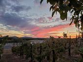 Sunset over a vineyard