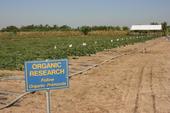 A sign reads: Organic research. Follow organic protocols. Rows of watermelons in a test plot is behind the sign.