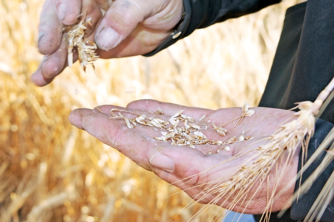 Posts Tagged: Wheat - News & Information Outreach