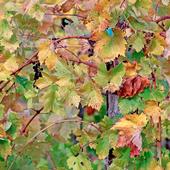 UC Cooperative Extension experts will discuss grapevine red blotch research on March 16. Photo by Evett Kilmartin