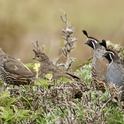 California quail tend to offer more benefits to strawberry farmers than disservices, according to a UC Davis study's 