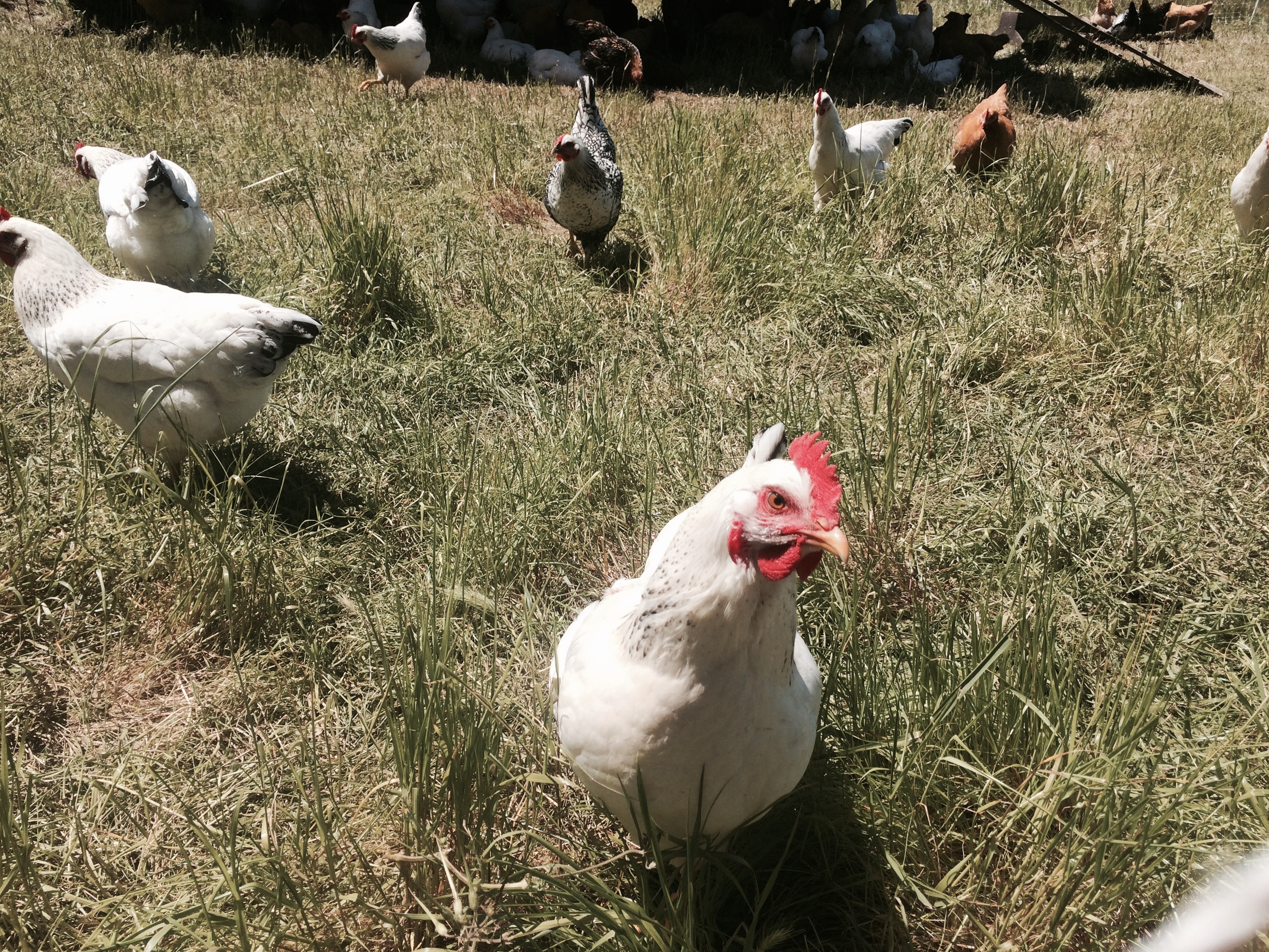 Video Shows Man Hatching Chicken In Open Egg. Here's What Experts Say