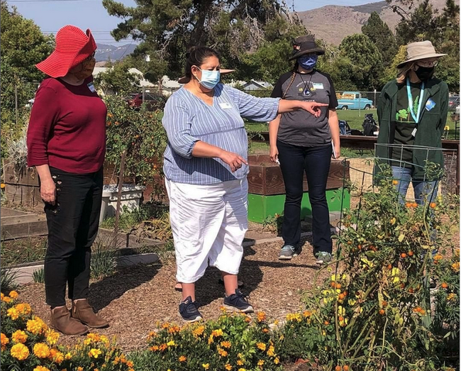Four women wearing facemasks stand in a garden as one points to tomato plants growing inside cone-shaped wire structures.