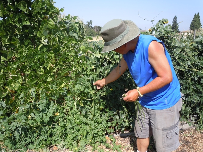 A man wearing a wide-brimmed hat and blue sleeveless shirt picks green beans from a wall of vines on a trellis.