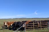 Herd of black and brown cows stands beside pasture gate.