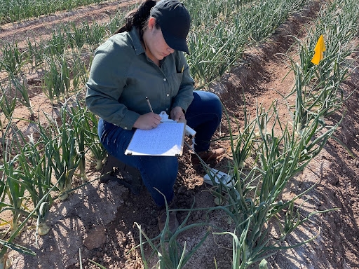 Dianely sitting in an onion field writing with a clipboard