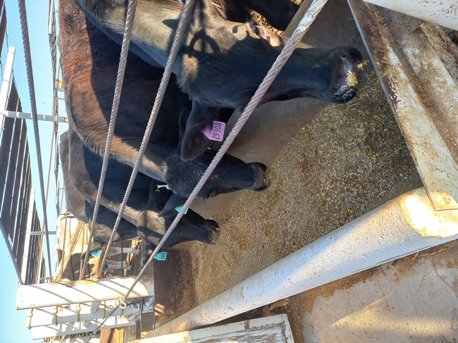 A row of beef cattle feeding from a trough