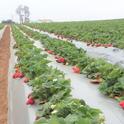 A new report examines current needs and challenges of organic farmers and ranchers across California. Organic strawberries photo by Joji Muramoto