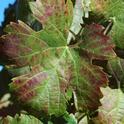 A new greenhouse at UC Davis will be built to protect grapevines from diseases such as red blotch disease, which can cause leaves to turn red, hamper fruit ripening and reduce wine quality. Photo courtesy of Foundation Plant Services/UC Davis
