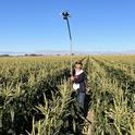 Tayebeh Hosseini, a UCCE research staff member, takes canopy infrared images to study the growth of desert sweet corn. Photo by Ali Montazar