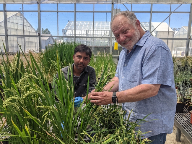 Eduardo Blumwald (right) and Akhilesh Yadav pose in a greenhouse with rice