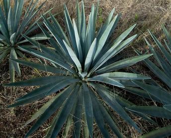 Agave: The new drought-tolerant California crop?