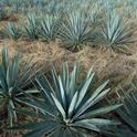 UC Davis to study whether agave could be a drought-tolerant and sustainable crop in California. Photo by Stephan Hinni on Unsplash