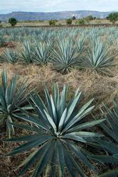 Field of agave plants with mountains in the distance