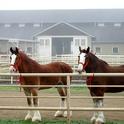 Budweiser Clydesdales at the Cole Facility, UC Davis