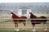 The  Budweiser Clydesdales at the Cole Facility, UC Davis