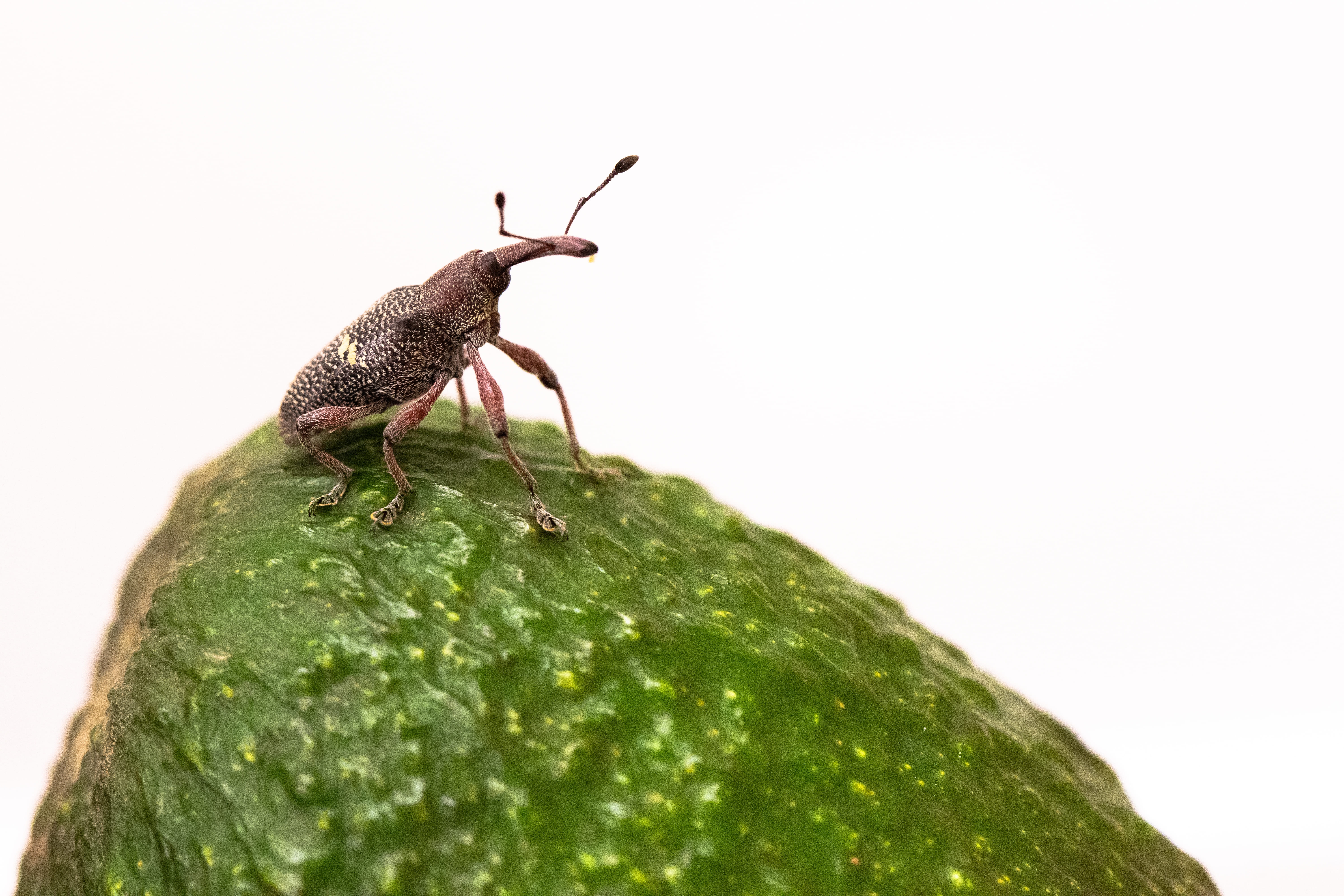 Weevils  Facts & Identification, Control & Prevention