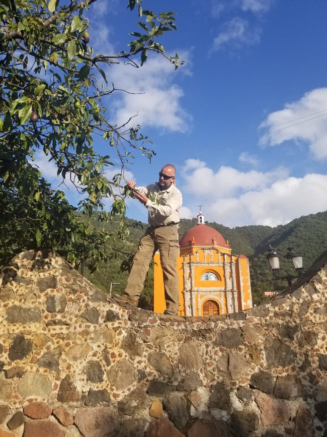 Mark Hoddle inspects a tree for avocado weevils in Mexico