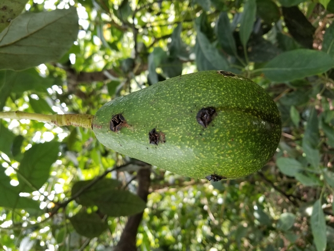 A weevil-damaged avocado with dark marks
