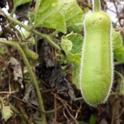 Moqua, one of the vegetables at Tchieng Farms, is sometimes called hairy melon or fuzzy gourd, and can be eaten in ways similar to zucchini.
