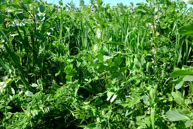A lush, green, legume-cereal cover crop mix in a field.