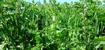 A nitrogen-fixing legume cover crop can add nitrogen to the soil. for Food Blog Blog