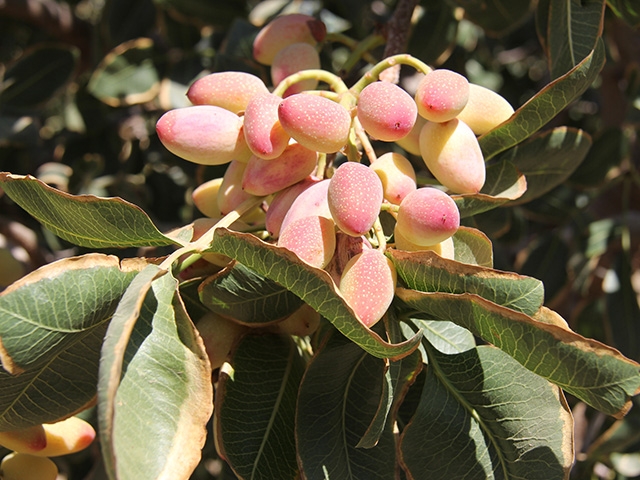 A cluster of pinkish fruit amid broad, glossy, green leaves