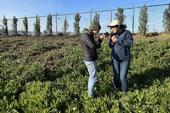 Two scientists look for Western flower thrips amid ice plants