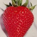 Strawberry2
