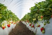 Beds of ripening strawberries inside a hoop house.