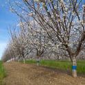 With advance notice from CalAgroClimate, farmers may be able to use heaters, wind machines, irrigation and other tactics to lessen some of the impacts of cold weather, such as damaging almond blooms. Photo by Will Suckow