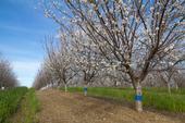 Almond orchard in bloom