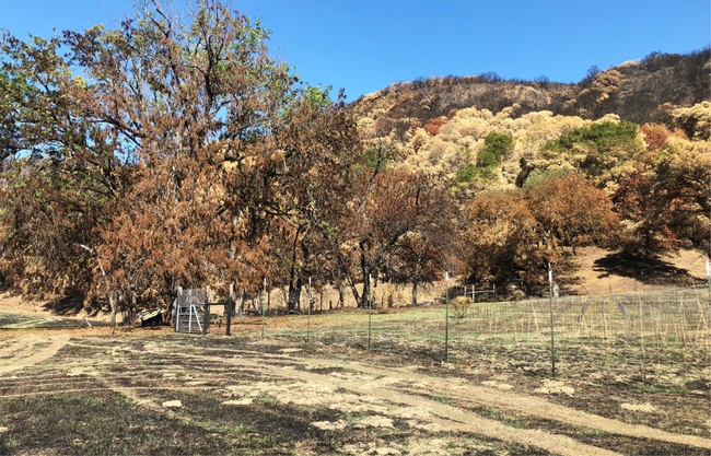 A view of Hopland Research and Extension Center in October 2018, after the River Fire, before pasture regrowth.