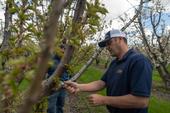 Scientist examines a cherry tree for disease