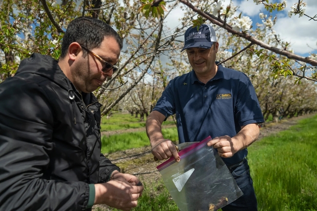 Two men gather samples in a cherry orchard as they investigate bacterial canker