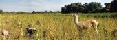Wool-bearing animals help to clear cover crops.